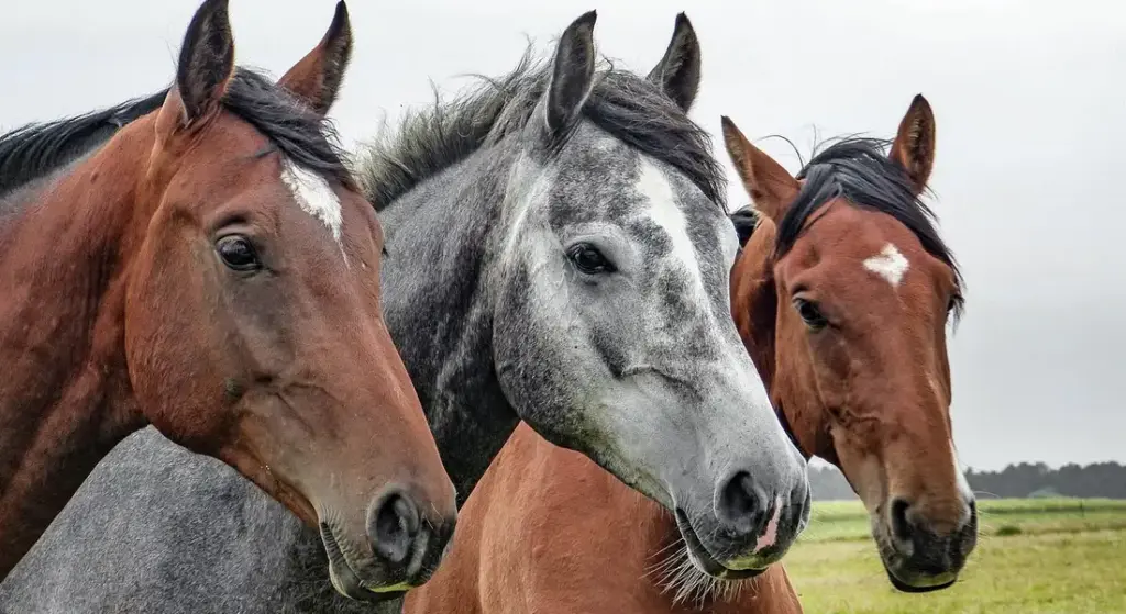 Are Male Horses Faster Than Female Horses? Separating Barn Myth from Biology