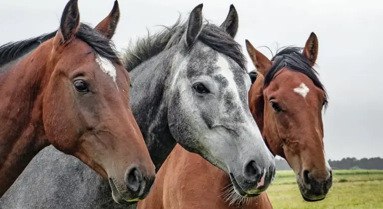 Three horses standing together in a grassy field, with a gray horse between two chestnut horses, facing the camera.