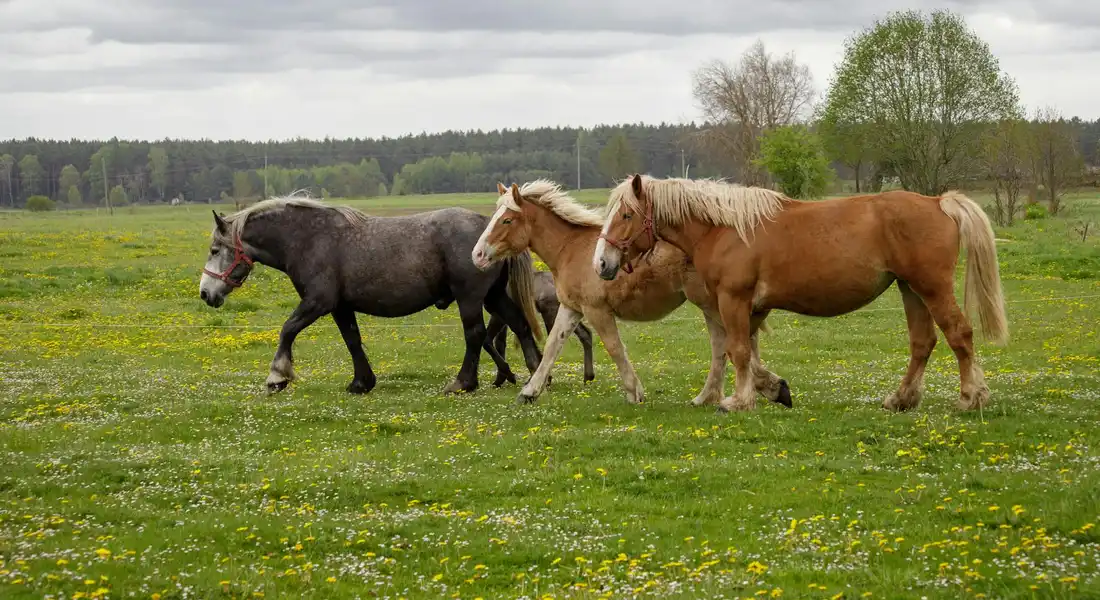 Three horses walking across a grassy meadow with yellow flowers under a cloudy sky