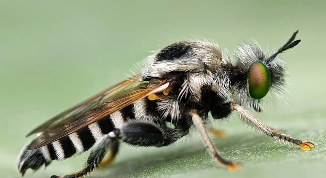 Close-up of a hoverfly (syrphid fly) with black-and-white striped abdomen and bright green eyes resting on a green surface