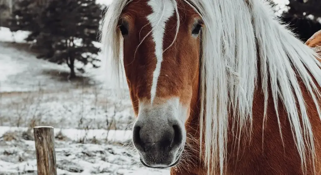 How to Braid and Pull a Horse’s Mane and Tail for Show-Ready Results
