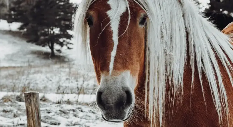Close-up of a chestnut horse with a long white mane outdoors in a snowy landscape.