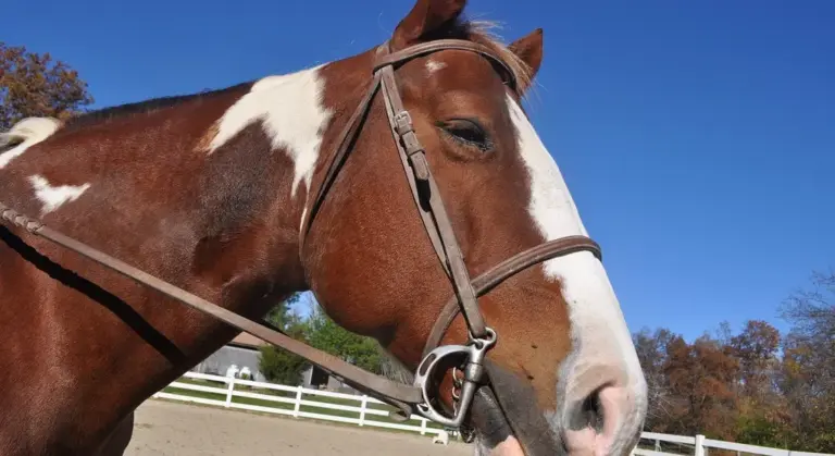 Close-up of a horse's head wearing a bridle in an outdoor riding arena