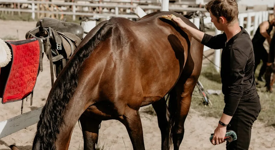 A handler gently pats a brown horse on its withers in a sandy outdoor arena, illustrating early hands-on care.