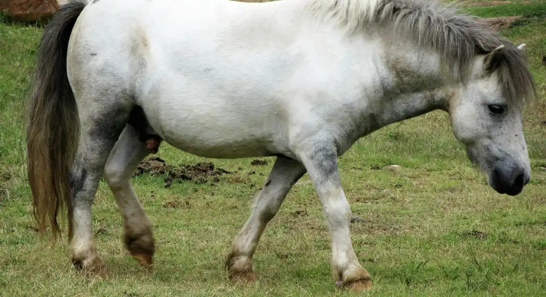 Light gray horse grazing in a grassy pasture