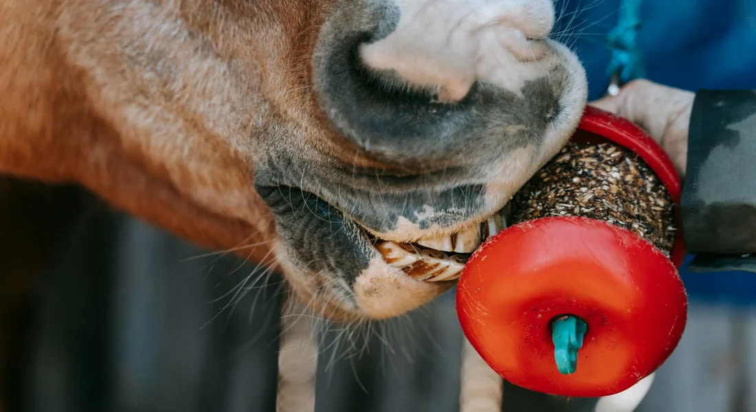 Close-up of a horse's muzzle as a handler offers a small treat from a red treat-dispensing device.