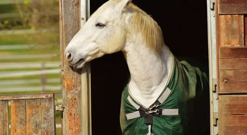 How to Teach a Horse to Neck Rein: A Step-by-Step Guide