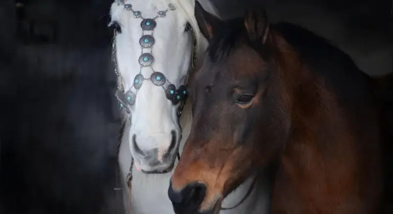Close-up of two horses' heads in a dim stable: a white horse wearing a decorative turquoise-studded bridle beside a brown horse.
