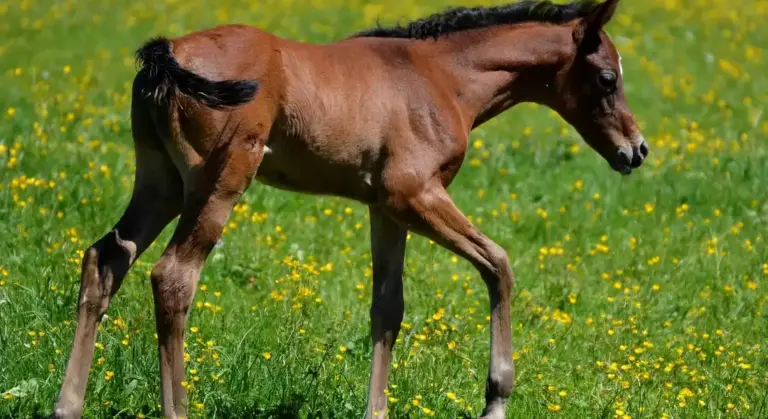 Young brown horse standing in a green meadow with small yellow flowers on a sunny day.