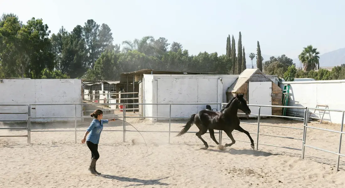 A handler in a blue shirt and dark pants stands in a sandy horse arena with a black horse rearing near the fence, while stables and structures line the background.