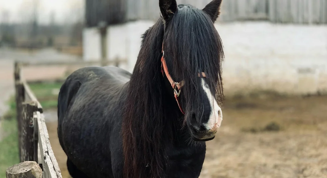 A dark horse with a white blaze stands beside a wooden fence in a rural paddock.