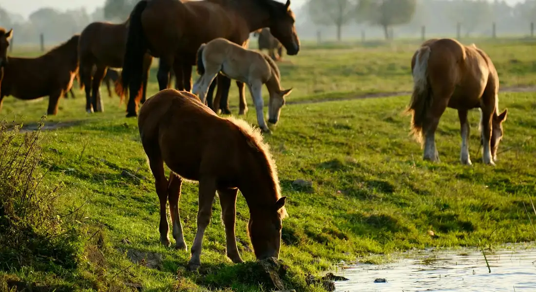 Several horses grazing on a grassy pasture near a water edge, illustrating pasture management considerations for laminitis.