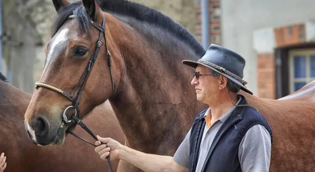 Identifying the Largest Horse Breed for Informed Care and Safe Handling