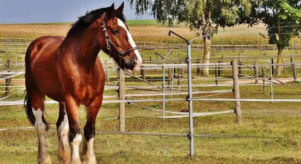 Leasing Your Horse for Income: How to Set Prices and Protect Your Partner