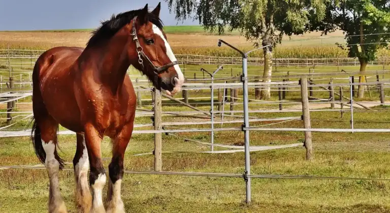Chestnut horse standing in a sunny grassy paddock with wooden fences and a tree in the background.