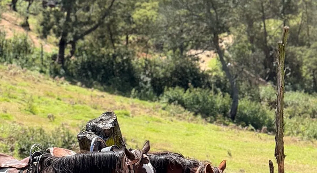 Horses with saddles and leather tack in a sunlit pasture, illustrating a focused leather care moment.