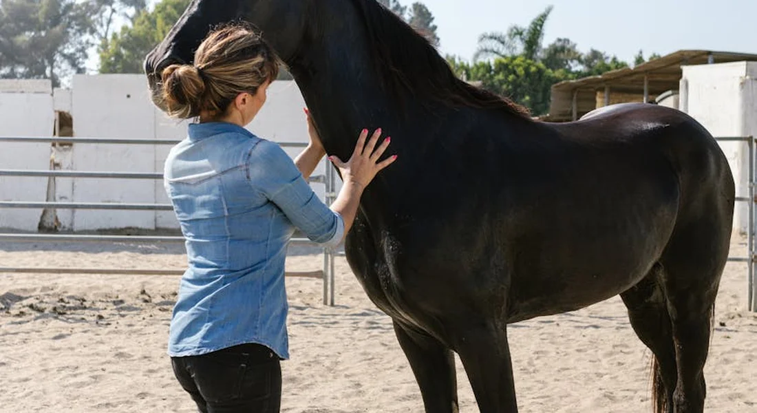 Trainer guiding a black horse in an outdoor arena, hands on the horse's neck during liberty work without ropes or tack