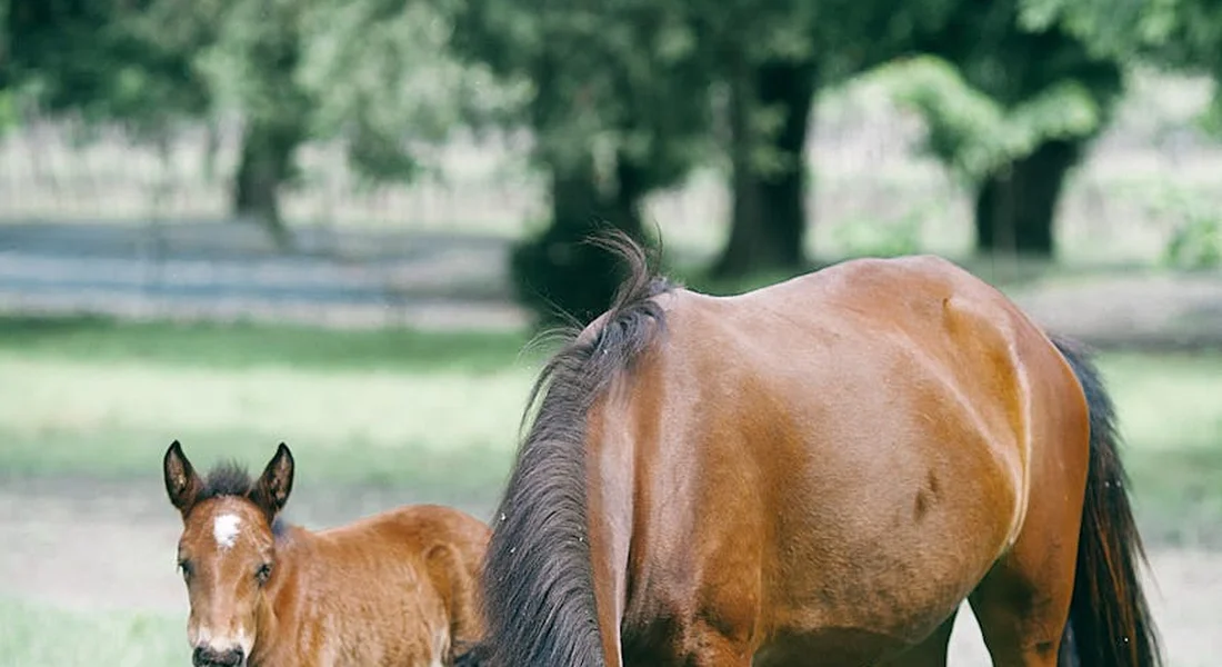A mare with her foal standing in a grassy field with a fence and trees in the background.