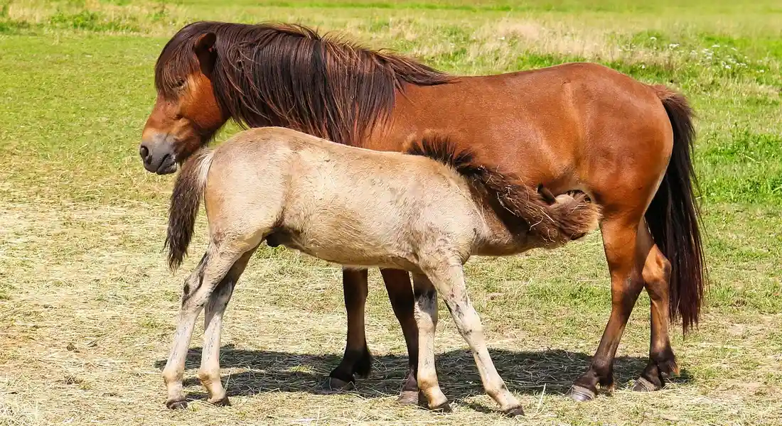 A brown mare standing beside a light-colored foal in a grassy field.