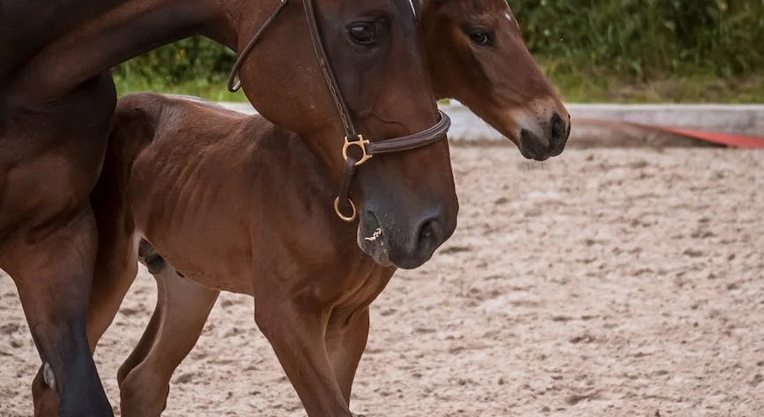 A mare and her foal stand in a sandy paddock, close together as they begin early life care.