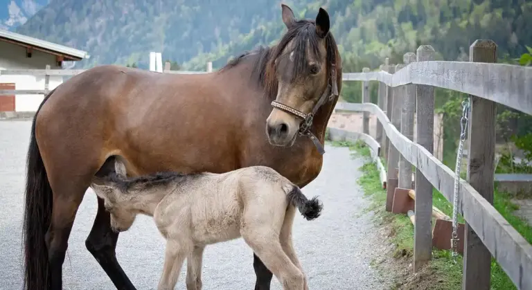 Brown mare standing in a paddock beside a light-colored foal near a wooden fence