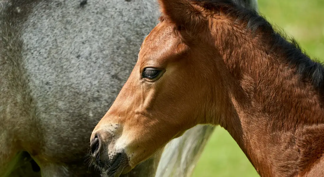Chestnut foal beside a gray mare in a sunlit pasture.