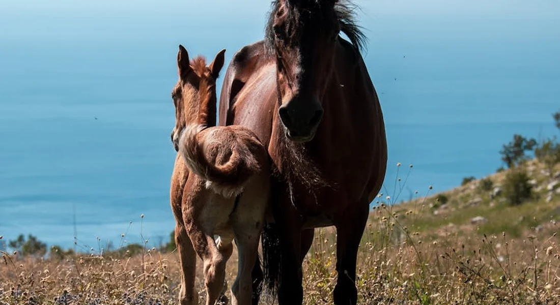 A mare and her foal standing side by side on a grassy hillside with the sea in the distance, illustrating the mare–foal bond.