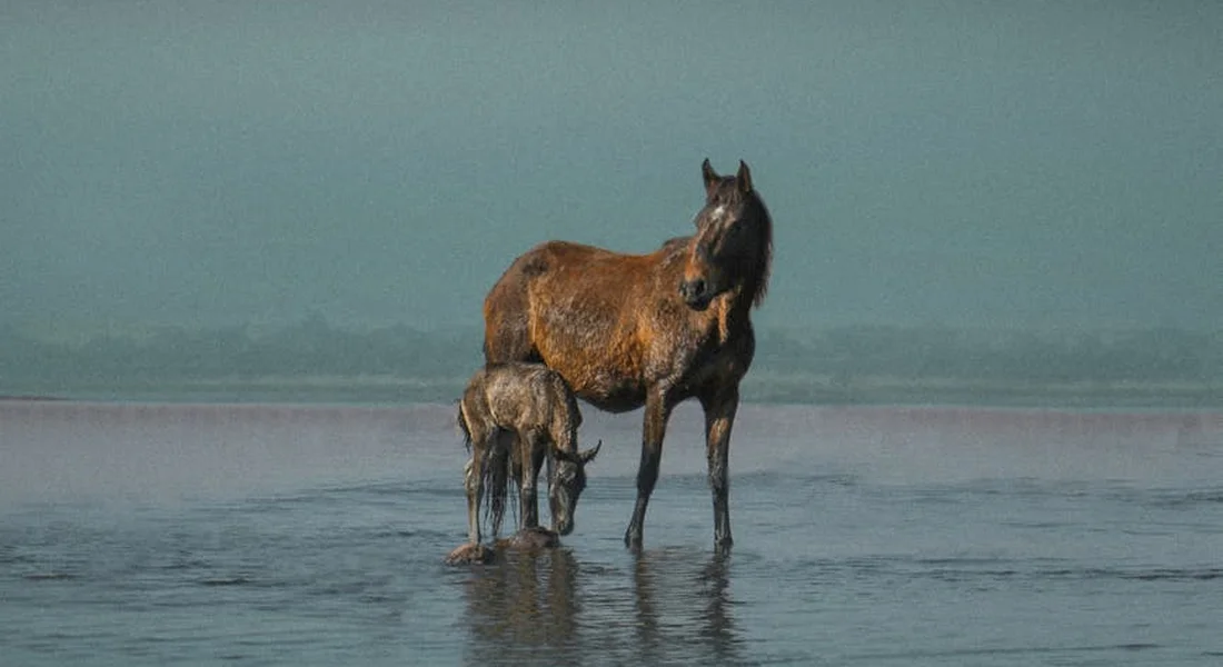 A mare and her foal stand together in shallow water along a calm shoreline.
