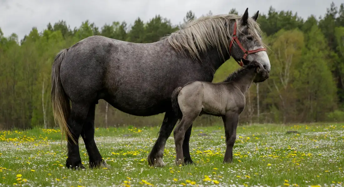 A dark mare wearing a red halter stands in a field with a smaller gray foal beside her, both in a grassy meadow with yellow flowers and a treeline in the distance.