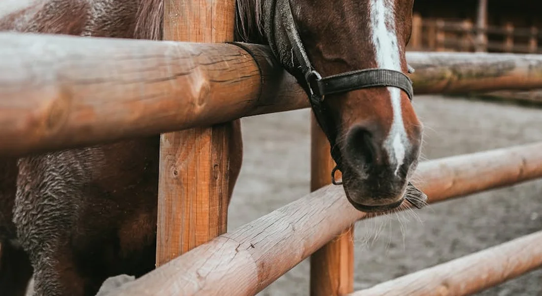 Close-up of a horse's head and neck with a halter, resting over a wooden stable fence.