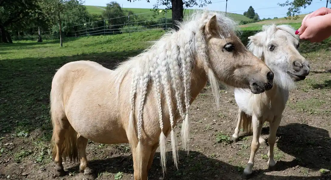 Two small horses with long manes in a sunlit paddock; a hand reaches toward one horse, illustrating feeding in a barn setting.