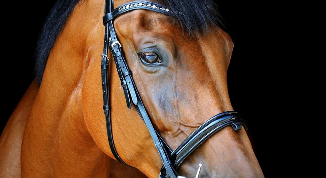 Close-up of a chestnut mini horse wearing a bridle, set against a dark background.