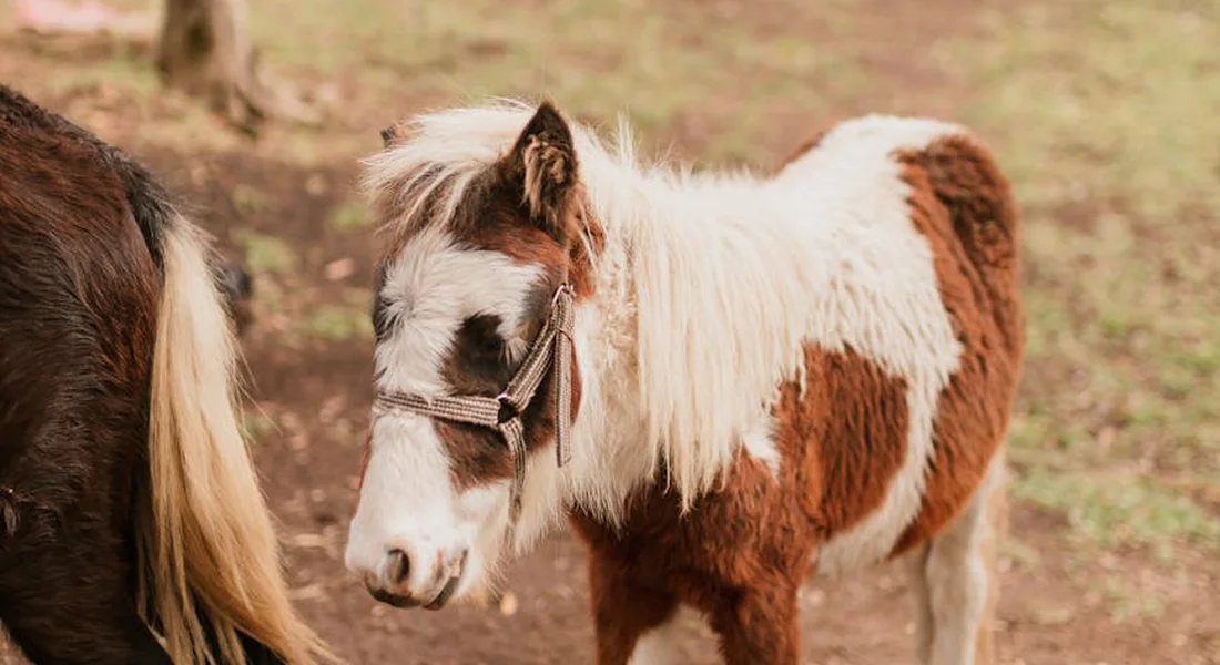 A miniature horse with a white and brown coat wearing a halter stands on a dirt paddock, with another horse partially visible on the left.