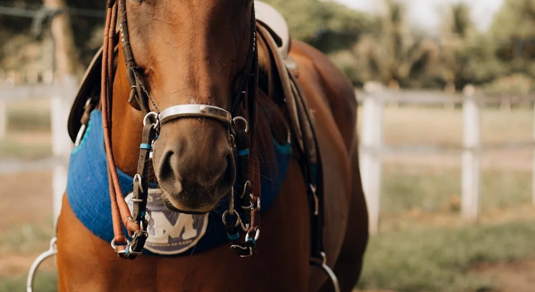 Close-up of a mini horse's head wearing a bridle with a blue saddle pad visible behind.