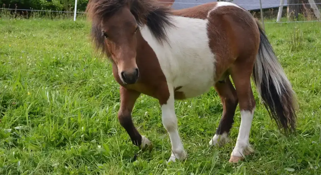 How Age and Breed Determine a Mini Horse’s Strength and Safe Use