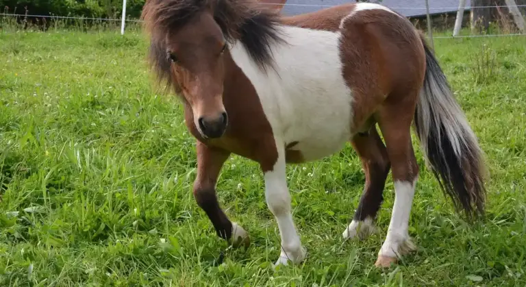 A miniature horse with a brown and white coat standing in a grassy field.