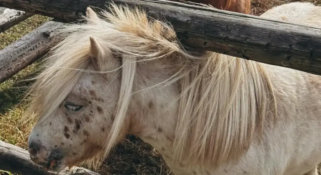 How Much Does a Miniature Horse Weigh? Your Practical Average Weight Guide