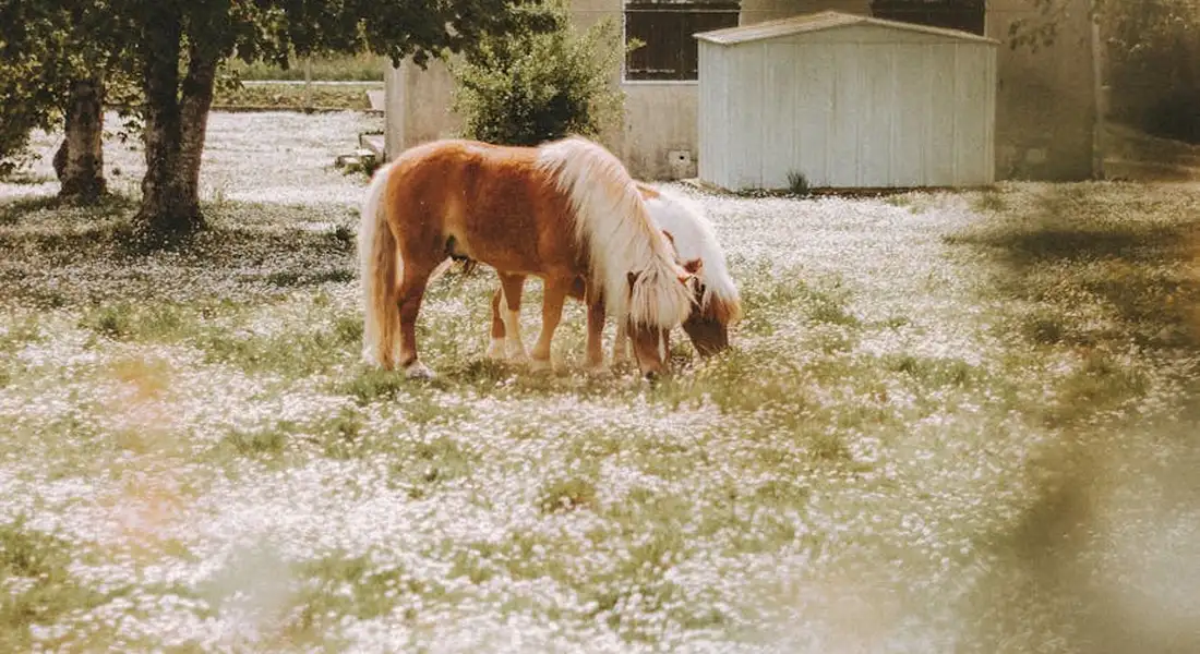Two miniature horses grazing in a sunlit field with small white wildflowers.