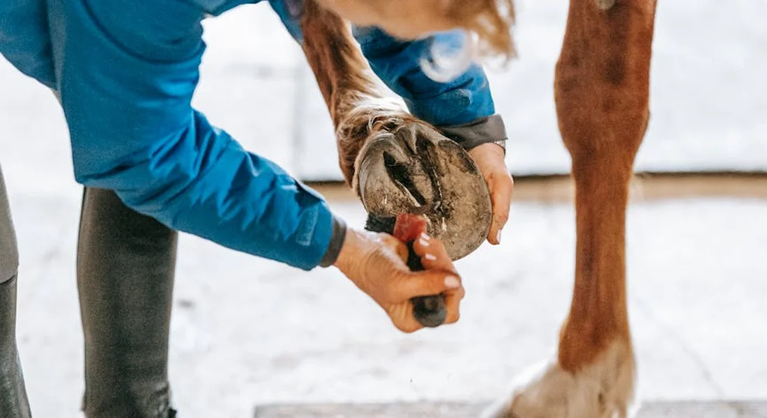 A person in a blue sleeve applies or inspects a horse's hoof with a tool in a stable setting.