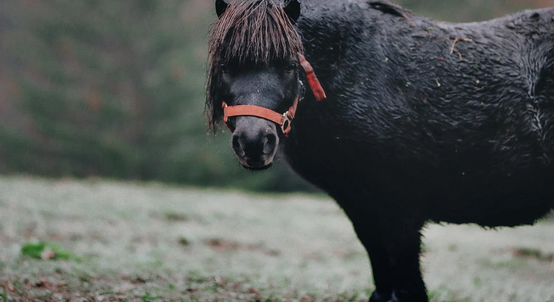 Dark pony wearing a red halter standing in a damp pasture