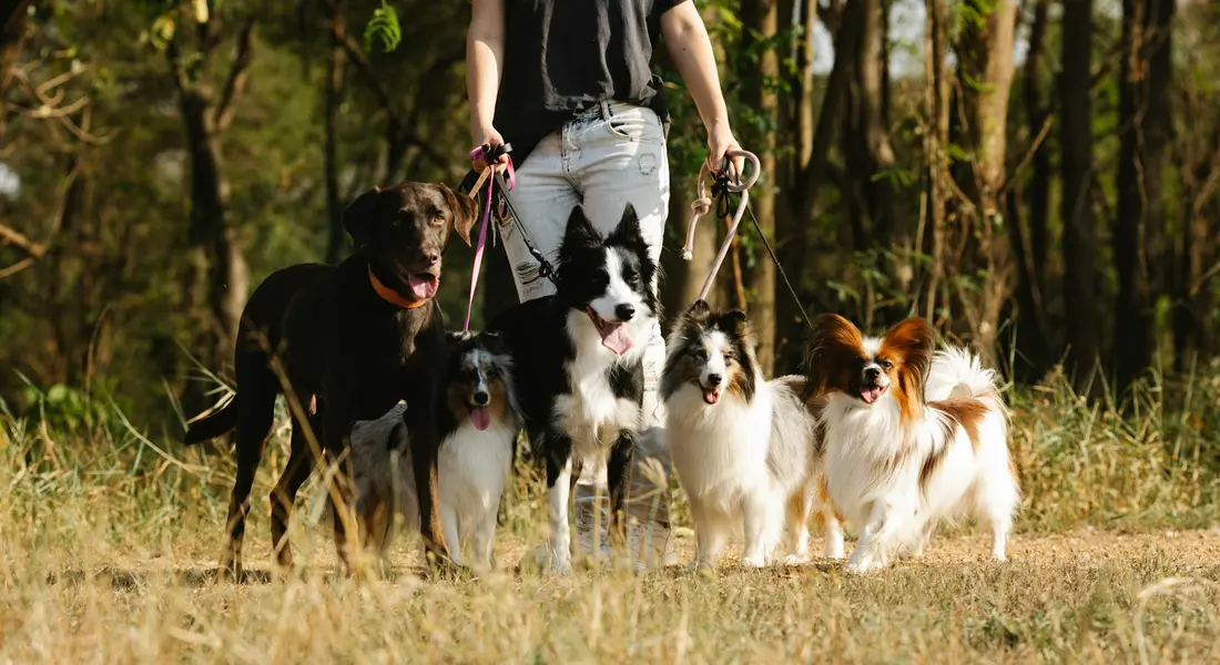 A person leads a group of dogs of various breeds across a sunlit field