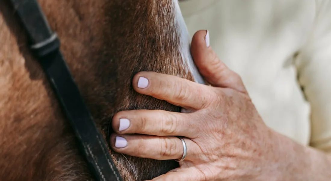 Close-up of a hand with light lavender-painted nails resting on a Morgan horse’s neck, illustrating calm, tactile interaction.
