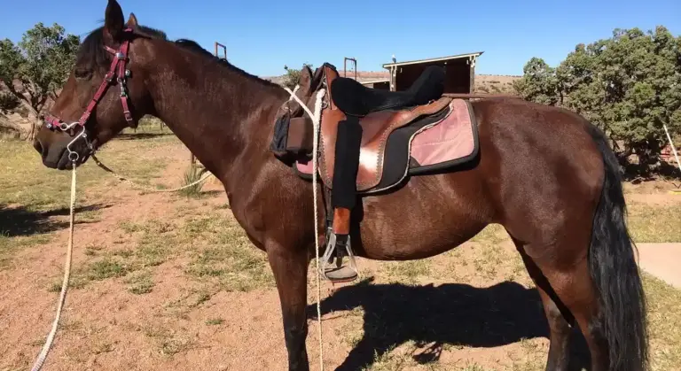 Brown Morgan horse wearing a pink halter and saddle pad, standing in a sunlit outdoor arena with dry grass and sparse trees in the background.