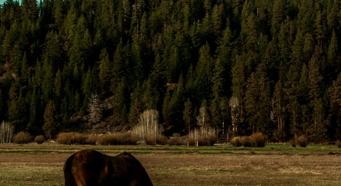 A dark horse standing in a grassy field with a dense forest in the background.
