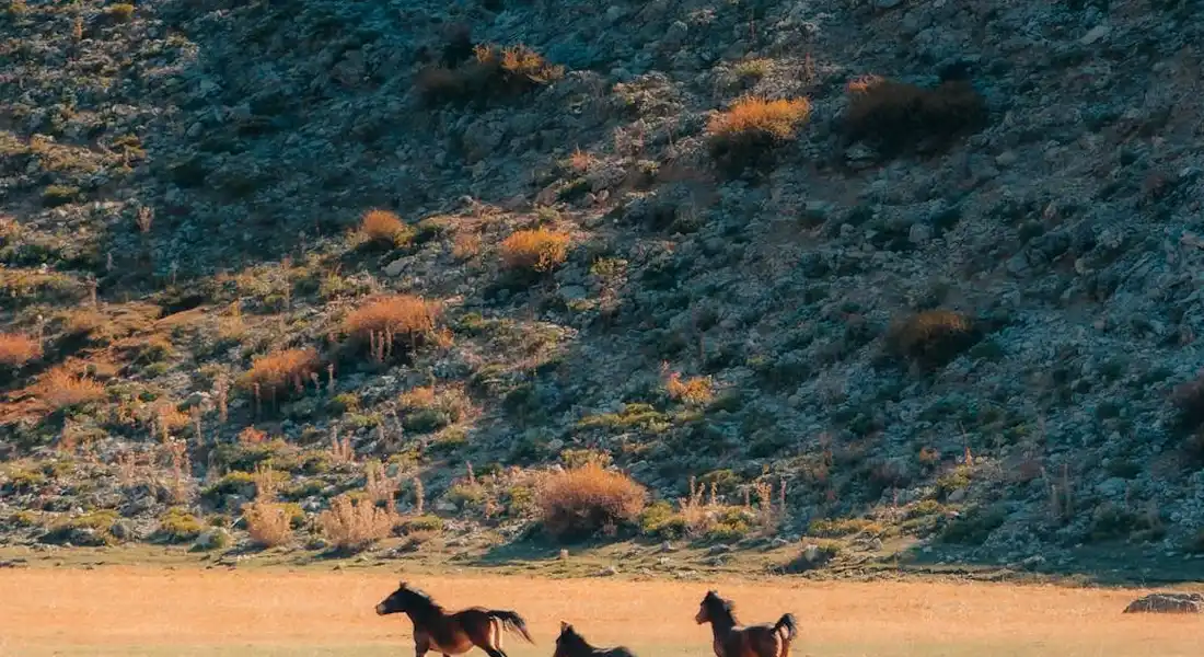 Silhouettes of a small group of mustangs running across a sunlit desert plain with rugged hills in the background.