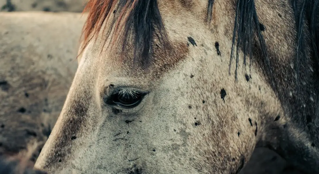 Close-up of a mustang horse's head with a light coat and dark mane.