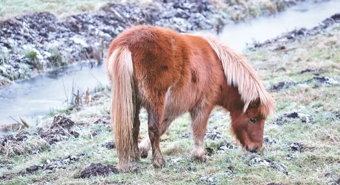 Brown Mustang with a light mane grazing on rocky grass in a rugged landscape by a small stream.