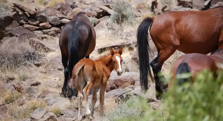 A small mustang foal standing among adult mustangs on rocky desert terrain.