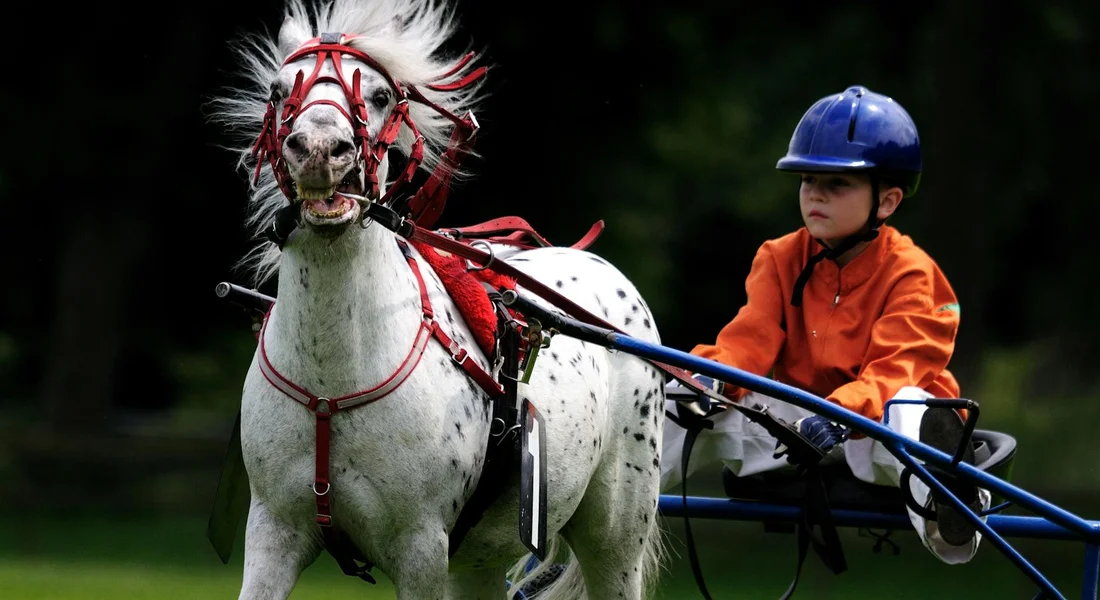A small white pony in a red harness is pulled by a two-wheeled cart; a child wearing an orange jacket and blue helmet sits in the cart, guiding the pony.