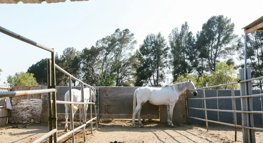 A white horse stands in an open dusty paddock with wooden rail fencing and a tall wooden wall; trees and a clear sky in the background.